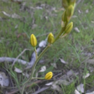 Bulbine bulbosa at Majura, ACT - 19 Oct 2015 06:28 PM