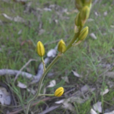 Bulbine bulbosa (Golden Lily) at Mount Ainslie - 19 Oct 2015 by SilkeSma