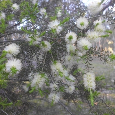 Melaleuca parvistaminea (Small-flowered Honey-myrtle) at Majura, ACT - 19 Oct 2015 by SilkeSma