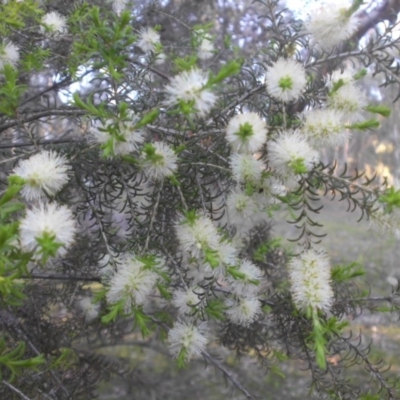 Melaleuca parvistaminea (Small-flowered Honey-myrtle) at Mount Ainslie - 19 Oct 2015 by SilkeSma