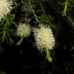 Melaleuca parvistaminea at Majura, ACT - 19 Oct 2015