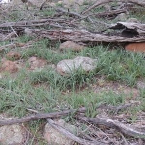 Arthropodium milleflorum at Calwell, ACT - 8 Oct 2015