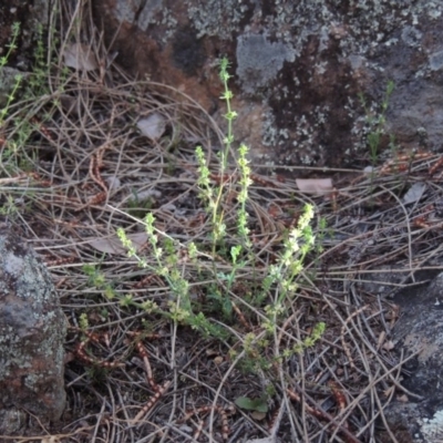 Galium gaudichaudii subsp. gaudichaudii (Rough Bedstraw) at Calwell, ACT - 8 Oct 2015 by michaelb