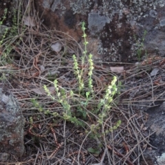 Galium gaudichaudii subsp. gaudichaudii (Rough Bedstraw) at Tuggeranong Hill - 8 Oct 2015 by michaelb