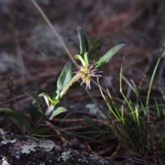 Opercularia hispida (Hairy Stinkweed) at Calwell, ACT - 8 Oct 2015 by MichaelBedingfield