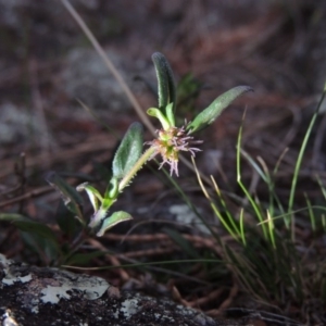 Opercularia hispida at Calwell, ACT - 8 Oct 2015 07:40 PM