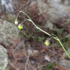 Arthropodium minus (Small Vanilla Lily) at Tuggeranong Hill - 8 Oct 2015 by michaelb