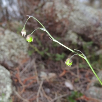 Arthropodium minus (Small Vanilla Lily) at Tuggeranong Hill - 8 Oct 2015 by michaelb