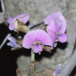 Glycine clandestina at Calwell, ACT - 8 Oct 2015 07:46 PM