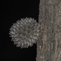 Allocasuarina verticillata (Drooping Sheoak) at Tuggeranong Hill - 8 Oct 2015 by michaelb