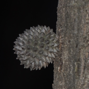 Allocasuarina verticillata at Calwell, ACT - 8 Oct 2015 07:50 PM