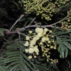 Acacia mearnsii (Black Wattle) at Tuggeranong Hill - 8 Oct 2015 by michaelb