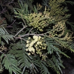 Acacia mearnsii at Calwell, ACT - 8 Oct 2015