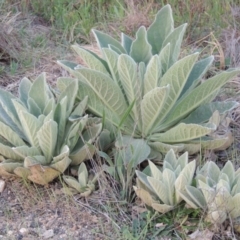 Verbascum thapsus subsp. thapsus (Great Mullein, Aaron's Rod) at Calwell, ACT - 8 Oct 2015 by MichaelBedingfield