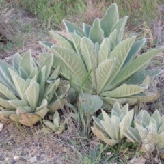 Verbascum thapsus subsp. thapsus (Great Mullein, Aaron's Rod) at Tuggeranong Hill - 7 Oct 2015 by michaelb