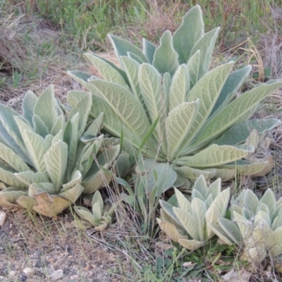 Verbascum thapsus subsp. thapsus (Great Mullein, Aaron's Rod) at Calwell, ACT - 8 Oct 2015 by MichaelBedingfield