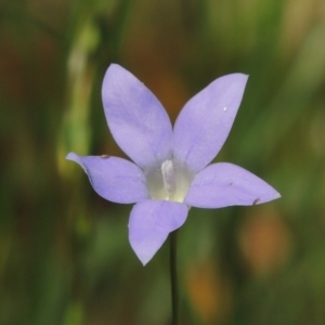 Wahlenbergia capillaris at Calwell, ACT - 8 Oct 2015 12:00 AM