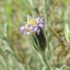 Vittadinia cuneata var. cuneata (Fuzzy New Holland Daisy) at Calwell, ACT - 8 Oct 2015 by MichaelBedingfield