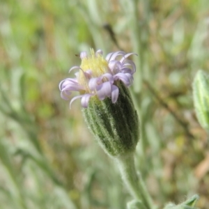 Vittadinia cuneata var. cuneata at Calwell, ACT - 8 Oct 2015 12:00 AM