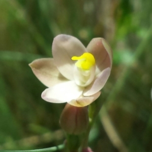 Thelymitra carnea at Cook, ACT - 20 Oct 2015