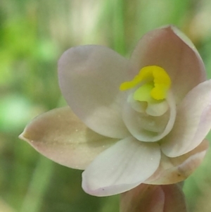 Thelymitra carnea at Cook, ACT - 20 Oct 2015