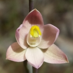 Thelymitra carnea at Cook, ACT - 20 Oct 2015