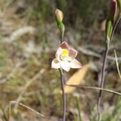 Thelymitra carnea at Cook, ACT - 20 Oct 2015