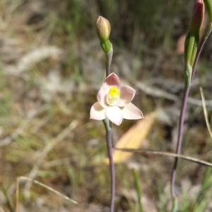 Thelymitra carnea at Cook, ACT - 20 Oct 2015