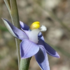 Thelymitra pauciflora (Slender Sun Orchid) at Cook, ACT - 20 Oct 2015 by MattM