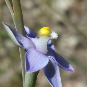 Thelymitra pauciflora at Cook, ACT - suppressed