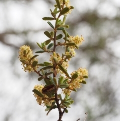 Pomaderris angustifolia (Pomaderris) at Paddys River, ACT - 18 Oct 2015 by KenT