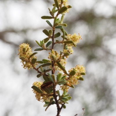 Pomaderris angustifolia (Pomaderris) at Paddys River, ACT - 18 Oct 2015 by KenT