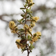 Pomaderris angustifolia (Pomaderris) at Bullen Range - 17 Oct 2015 by KenT