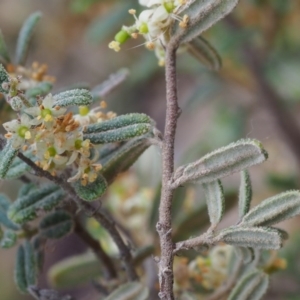 Pomaderris angustifolia at Paddys River, ACT - 18 Oct 2015