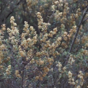 Pomaderris angustifolia at Paddys River, ACT - 18 Oct 2015