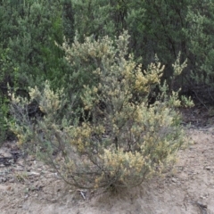 Pomaderris angustifolia at Paddys River, ACT - 18 Oct 2015 07:46 AM