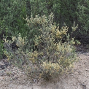 Pomaderris angustifolia at Paddys River, ACT - 18 Oct 2015