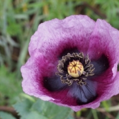 Papaver somniferum (Opium Poppy) at Bullen Range - 18 Oct 2015 by KenT