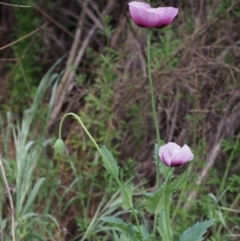 Papaver somniferum at Paddys River, ACT - 18 Oct 2015 07:52 AM