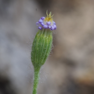 Vittadinia cuneata var. cuneata (Fuzzy New Holland Daisy) at Paddys River, ACT - 17 Oct 2015 by KenT