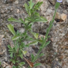 Vittadinia cuneata var. cuneata at Paddys River, ACT - 18 Oct 2015 08:13 AM