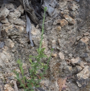 Vittadinia cuneata var. cuneata at Paddys River, ACT - 18 Oct 2015 08:13 AM