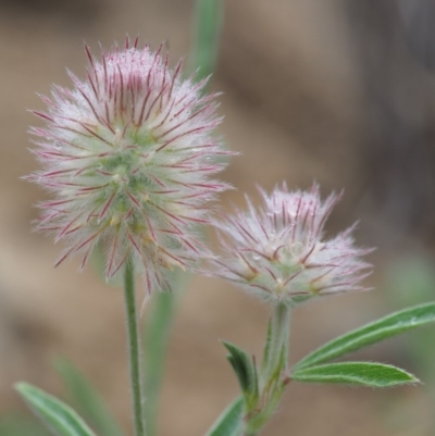 Trifolium arvense var. arvense (Haresfoot Clover) at Paddys River, ACT - 18 Oct 2015 by KenT
