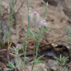 Trifolium arvense var. arvense at Paddys River, ACT - 18 Oct 2015