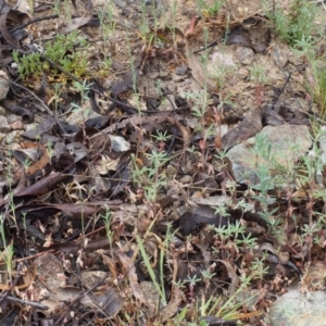 Trifolium arvense var. arvense at Paddys River, ACT - 18 Oct 2015