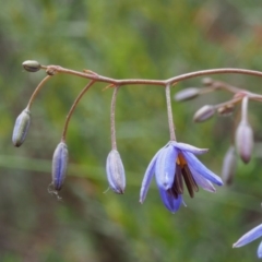 Dianella revoluta var. revoluta (Black-Anther Flax Lily) at Paddys River, ACT - 18 Oct 2015 by KenT