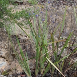 Dianella revoluta var. revoluta at Paddys River, ACT - 18 Oct 2015