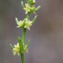 Galium gaudichaudii subsp. gaudichaudii (Rough Bedstraw) at Paddys River, ACT - 17 Oct 2015 by KenT