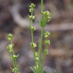 Galium gaudichaudii subsp. gaudichaudii at Paddys River, ACT - 18 Oct 2015