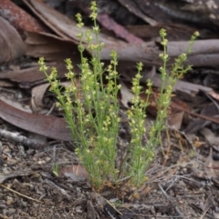 Galium gaudichaudii subsp. gaudichaudii at Paddys River, ACT - 18 Oct 2015